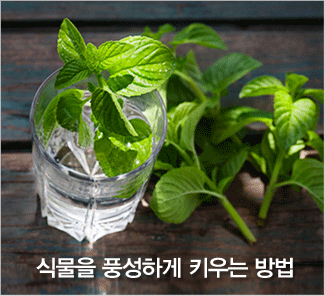 식물을 풍성하게 키우는 방법